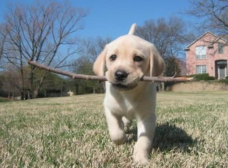 可爱到“上头”的7种狗狗，特别受欢迎