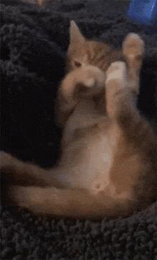 猫咪能明白人在哭吗,猫咪长大了一点为什么还总是叫