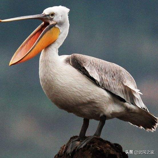 卷羽鹈鹕手绘,卷羽鹈鹕的图片及简介