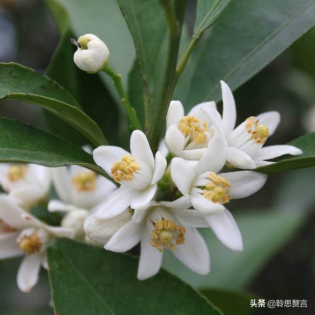 橘柚花诗词精选一十八首蓼岸风多橘柚香，堪怜堪爱还堪惜