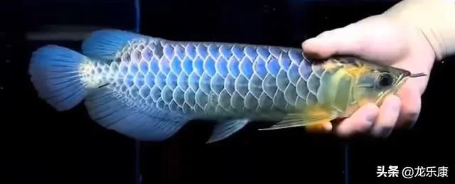 龙鱼基本知识,金龙鱼怎么分高背和过背