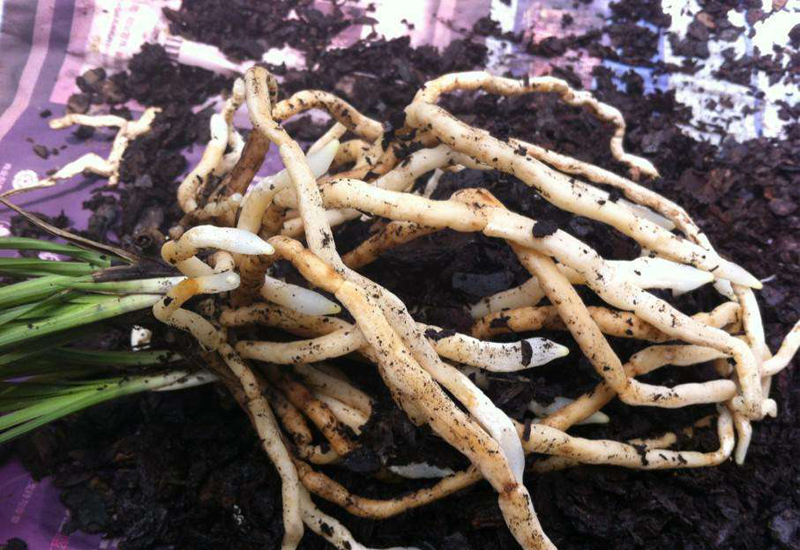 松树皮怎样处理可以做兰花植料,种植兰花只需要用松树皮就够了么