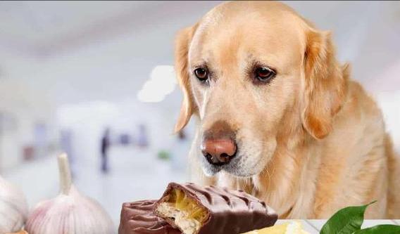 金毛换狗粮没有旧狗粮怎么办,金毛换环境不拉屎怎么办