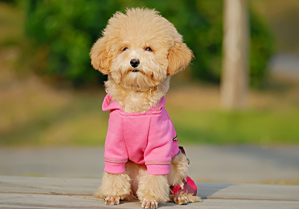 狗狗拉肚子用蒙脱石散还是土霉素,治狗狗拉肚子土方法