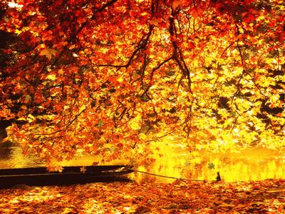 秋天的风景是如此的让人迷醉,秋天的美景个个都让人惊艳