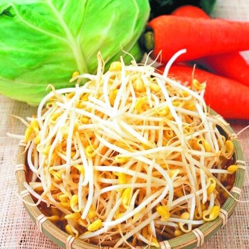 家里发豆芽有何诀窍,在温室里怎么发豆芽