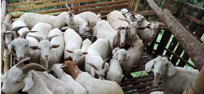 放弃70万的年薪回农村,放弃80万年薪回农村