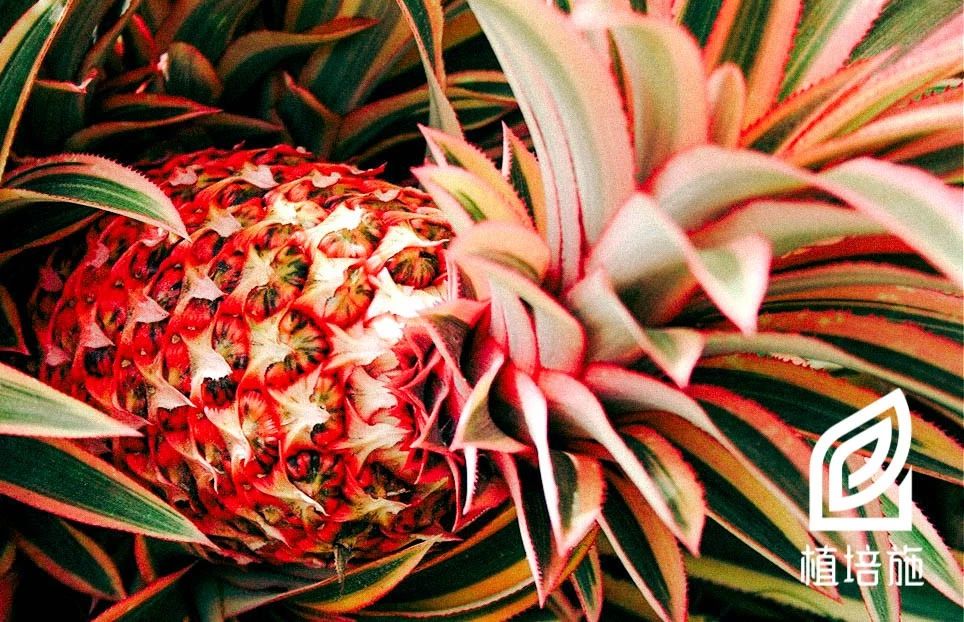 「植培施」艳凤梨Ananascomosuscv.Variegatus温室花卉栽培手册