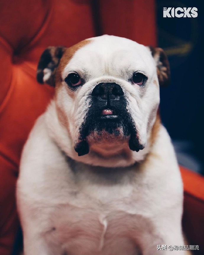 安踏为nba球员打造的球鞋,安踏柴犬配色球鞋