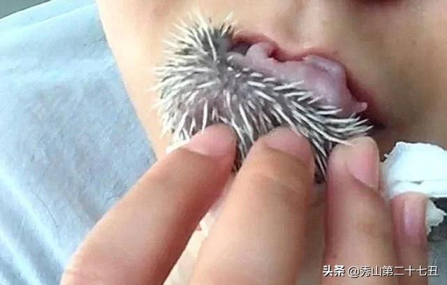 女子抓起小刺猬，直接放嘴里，以为要吃了它，结果却不太一样