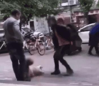 狗狗交配时强行将它们分开？脑子是个好东西，希望你能有！