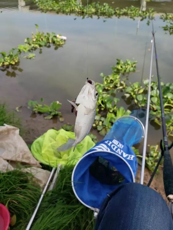 再次探钓朱家河，遭遇“水葫芦大军”