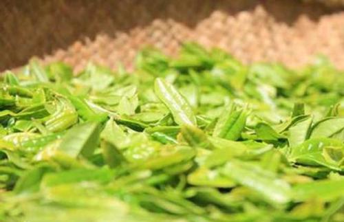 六安瓜片属于绿茶里的什么茶,六安瓜片茶叶是什么样的