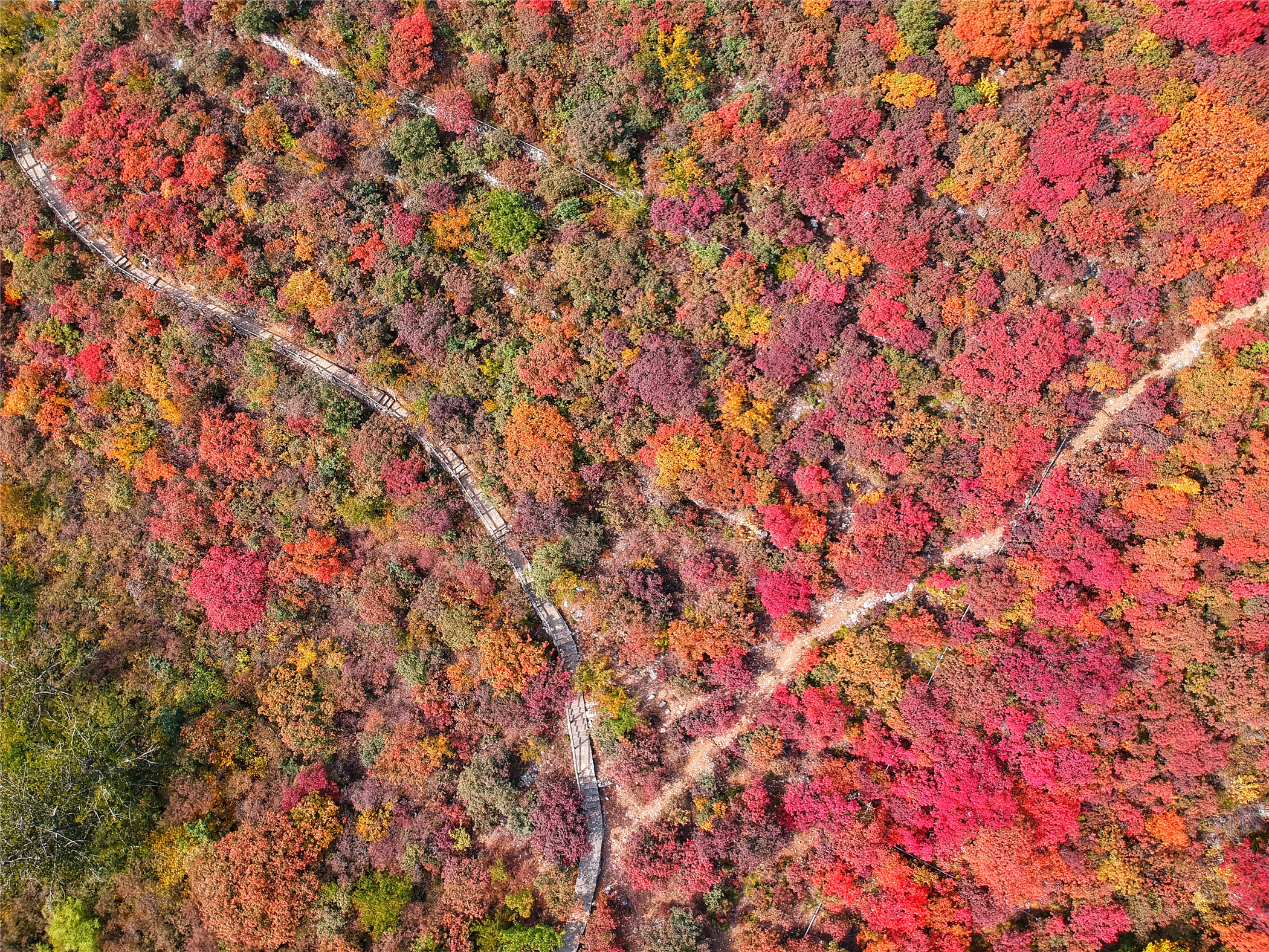 赏红叶最佳目的地,房山坡峰岭红叶最佳观赏