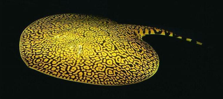 每周一鱼,魟鱼的毒性会致命吗