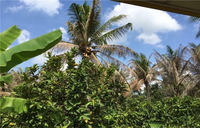 芭提雅大象园和大象村营业时间,泰国芭提雅大象园一日游