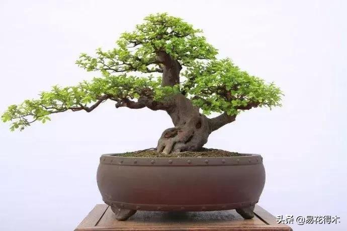 瓜子黄杨珍珠黄杨雀舌黄杨哪种好,黄杨雀舌和黑珍珠区别