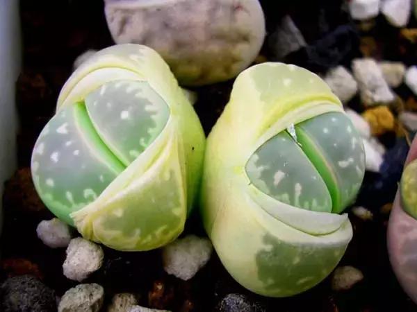 天价名贵药材,最贵的植物排行榜前十名