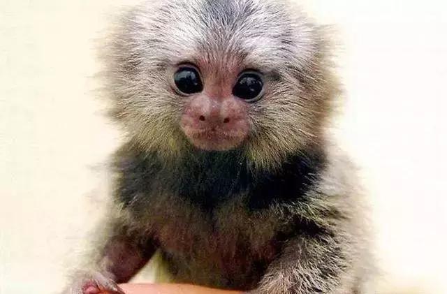 世界十大不寻常宠物,全球最稀有的宠物