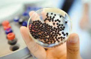 麝香保心丸能长期服用吗？听听药师怎么说