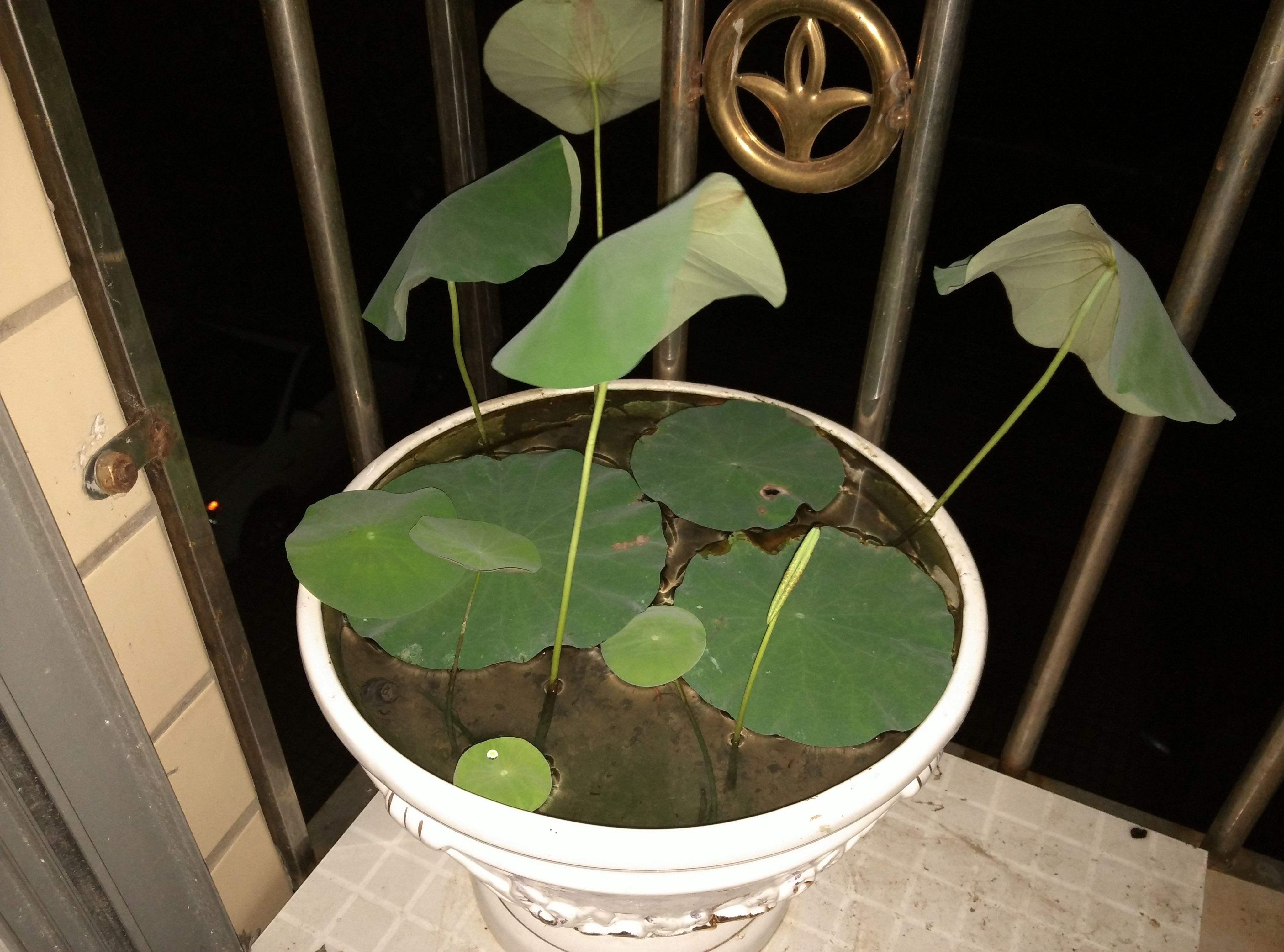 碗莲结了莲蓬怎么办？留下还是摘掉？详解碗莲结实后的养护