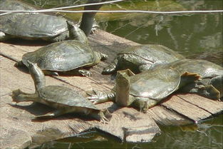 怎样养殖甲鱼的方法,甲鱼如何正确养殖视频播放