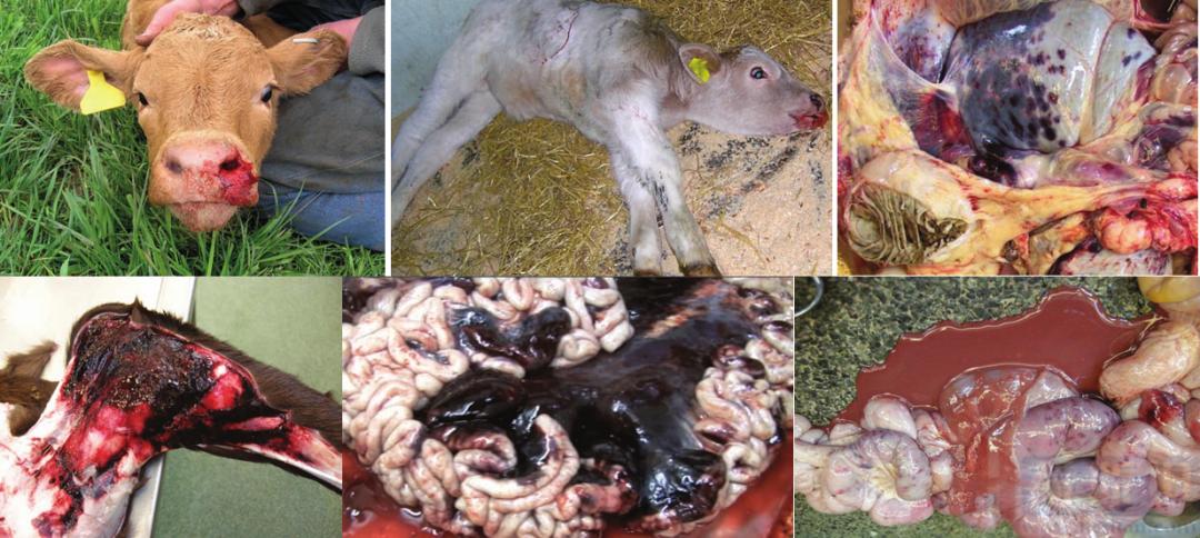 张廷青,张廷青简介