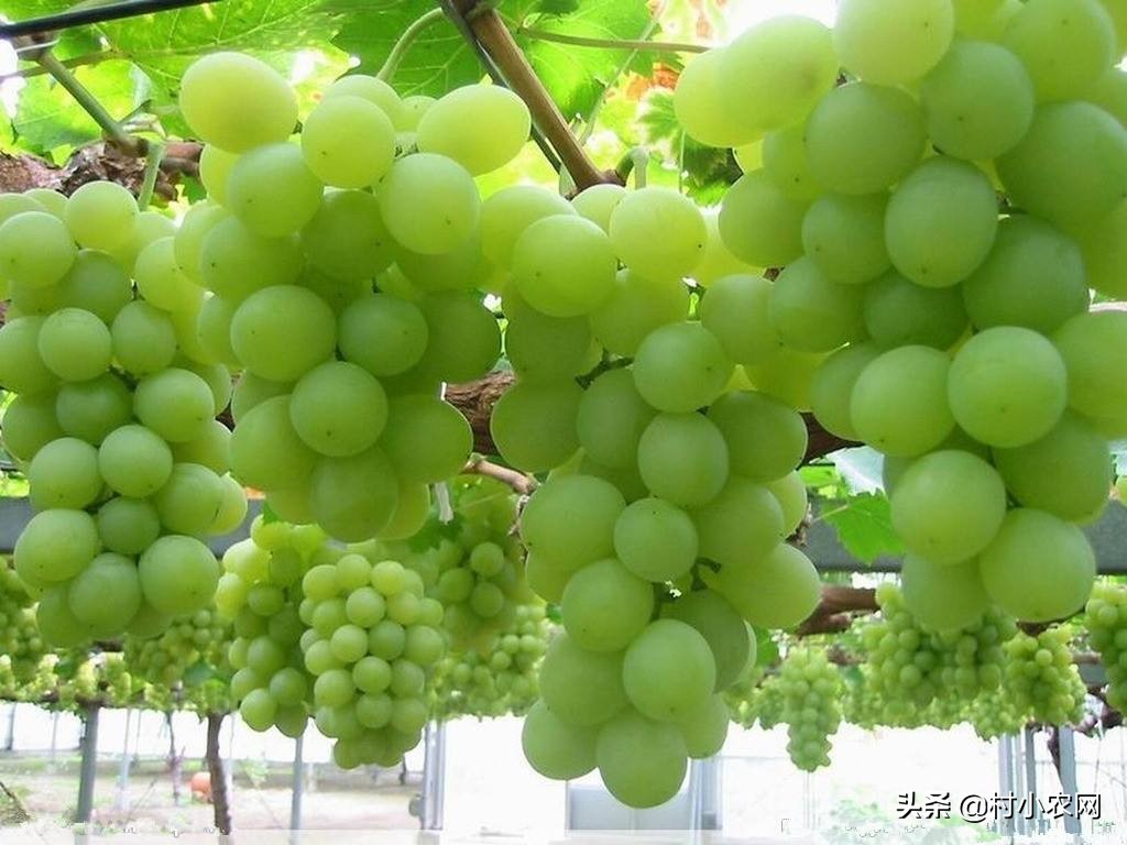葡萄种植户前景怎么样,葡萄种植前景与销路