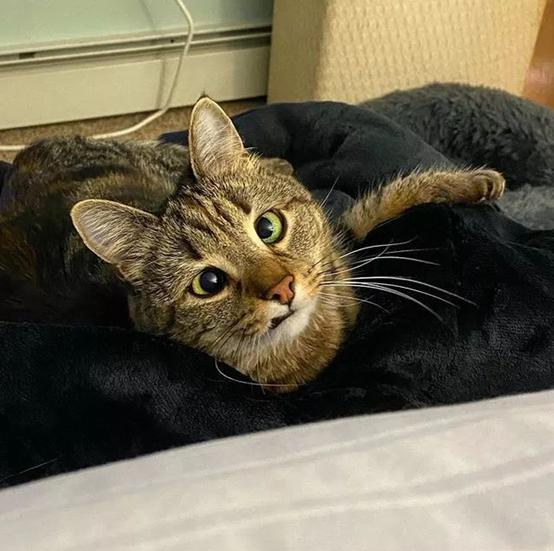 虎斑猫体弱多病,虎斑猫眼睛不圆