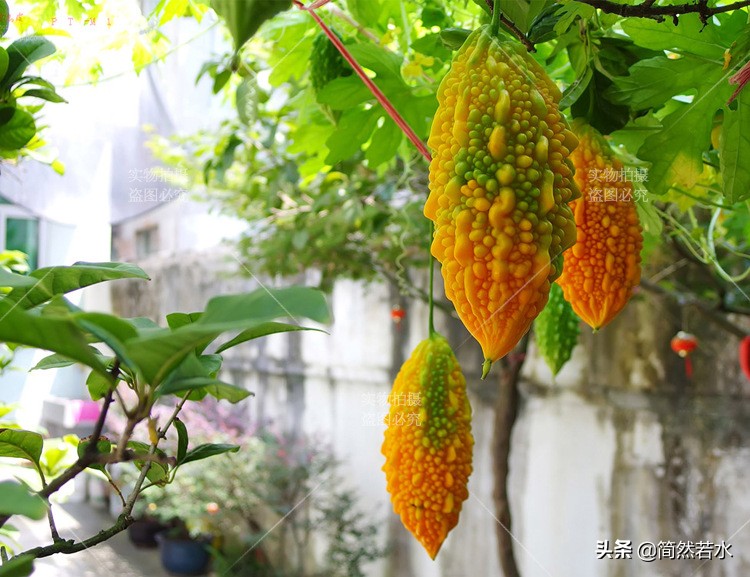 金铃子癞葡萄果实,金铃子酒