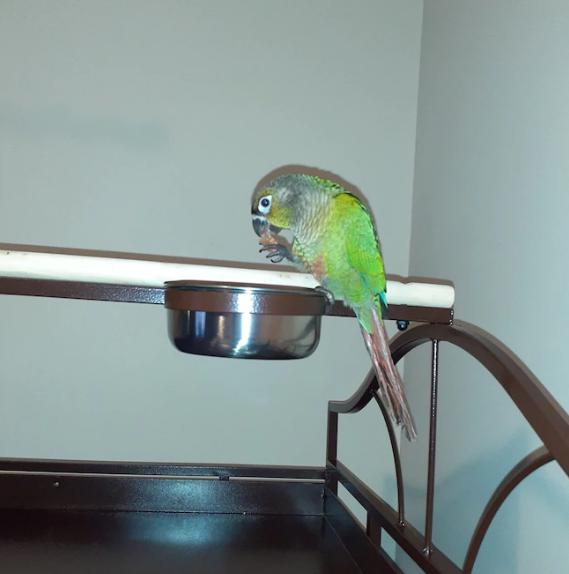 美国鹦鹉撕心裂肺大喊,美国火灾前叫醒主人