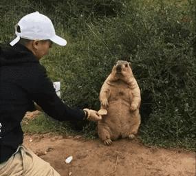 土拨鼠传染病毒,土拨鼠会传染病毒吗