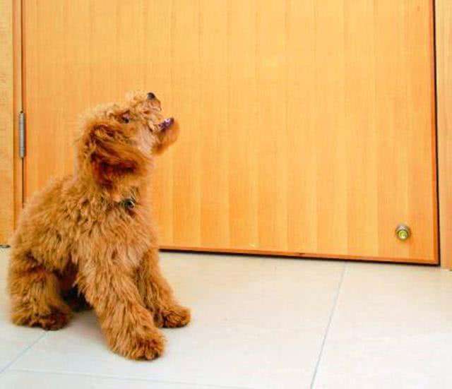 泰迪各种动作代表的意思,怎样训练泰迪做恭喜动作