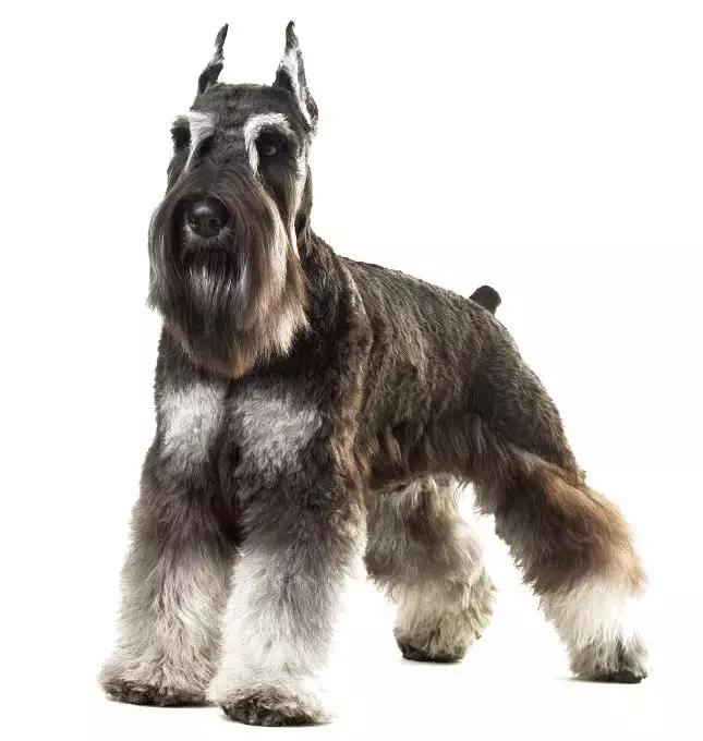 NO.1流行犬种——迷你雪纳瑞你了解多少？