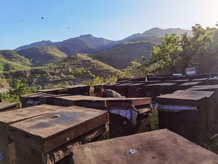 原生态蜂蜜是什么味道,蜂蜜纯天然正宗蜂蜜是什么样