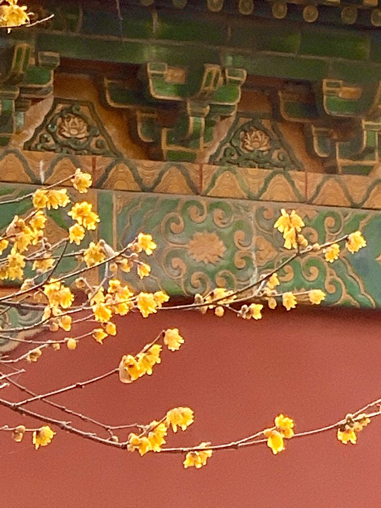 不惧严寒,不惧严寒静待春暖花开