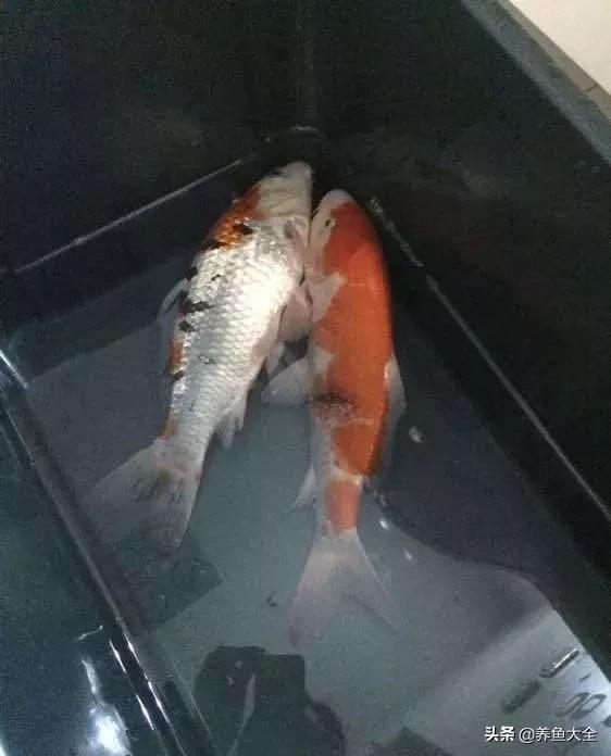 鱼穿孔病用什么药,鱼穿孔病的防治