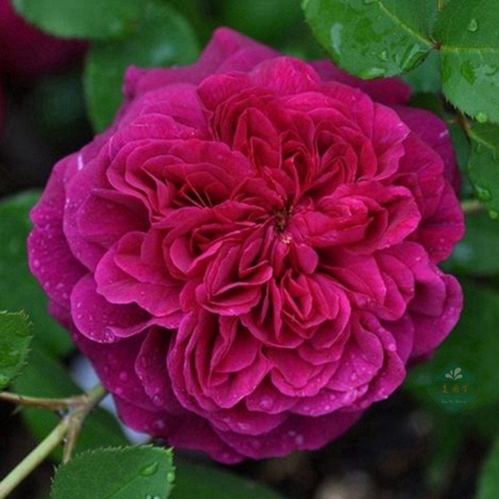 艾弗的玫瑰月季,艾弗的玫瑰月季红色