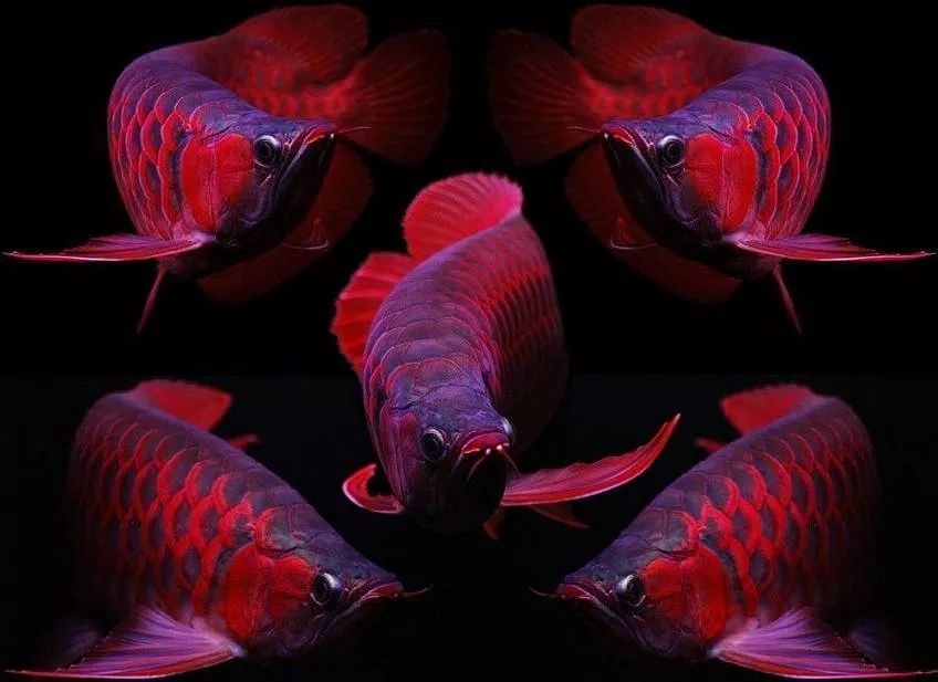 潮汕90后男生卖金龙鱼,一小伙买金龙鱼