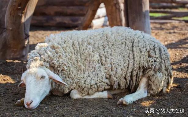 羊硬蜱病,羊身上蜱虫病有土办法吗