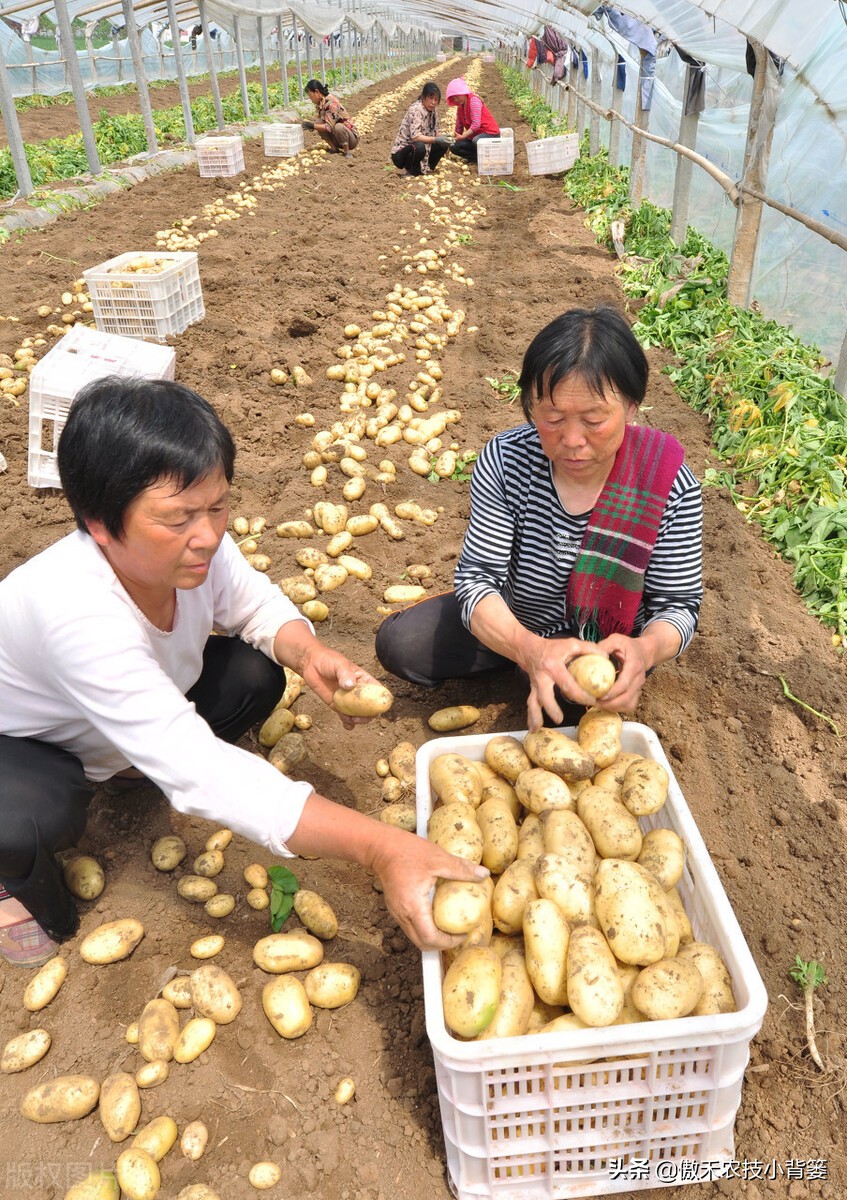 土豆高产种植技术全过程,秋土豆种植技术怎么才能高产