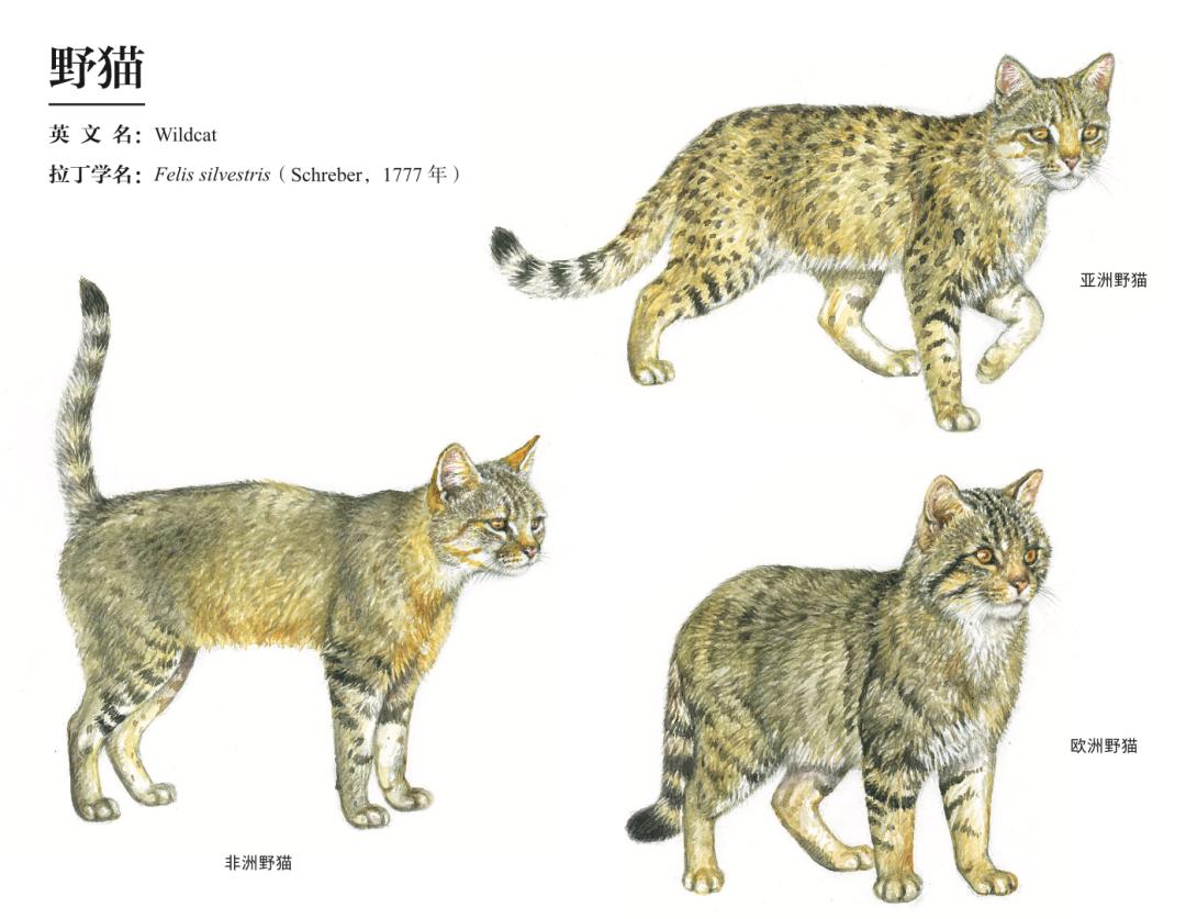 哪种猫最粘人最好养,哪种猫最温顺最粘人还比较便宜