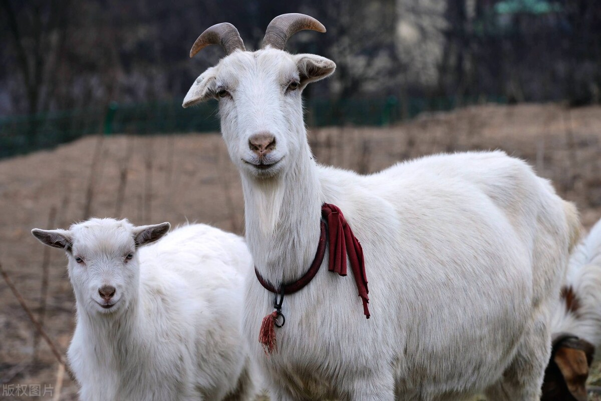 “羊不离头”,3步教你调教出优秀的领头羊!养羊人一定要学习