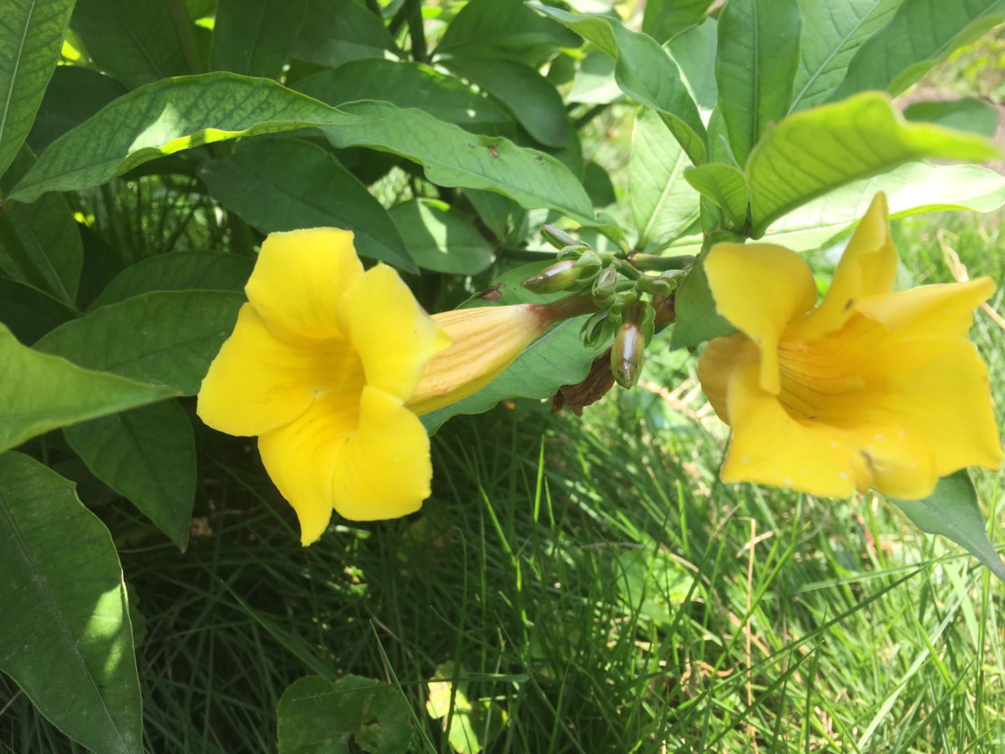 黄蝉十分清新亮丽,如何养护才能美观、花多呢?我们来看看