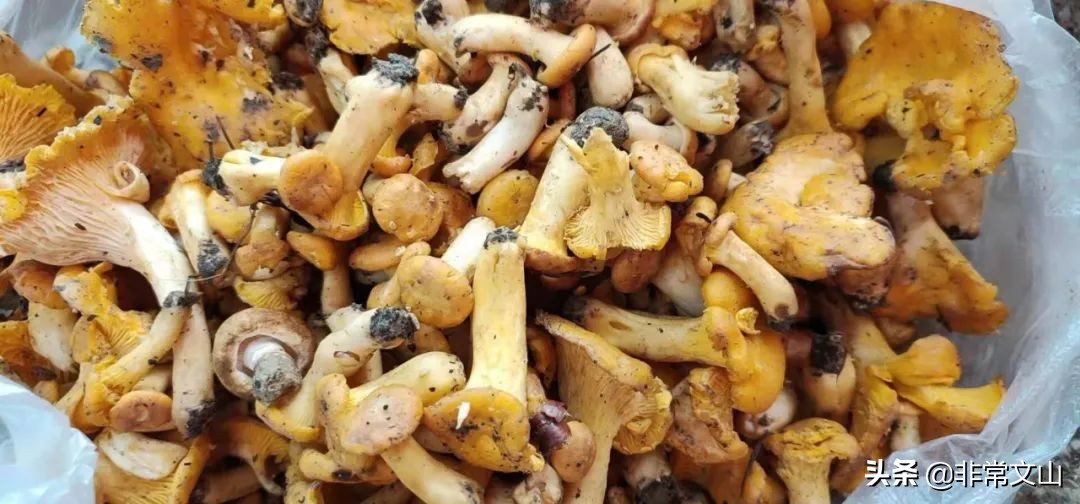 文山有松茸菌吗,野生菌新鲜松茸上市