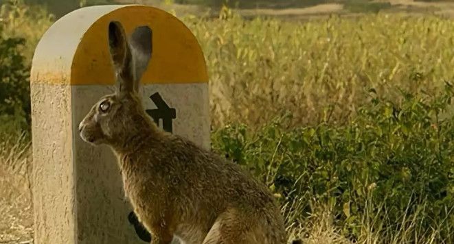 调琴师印度电影解析,印度电影调音师电影解说