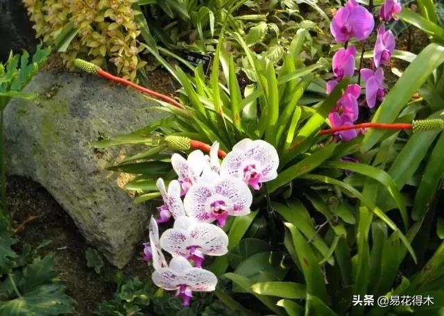 花卉栽培｜蛇木、泥炭、椰糠、松针，这些纤维类植料有什么优点？