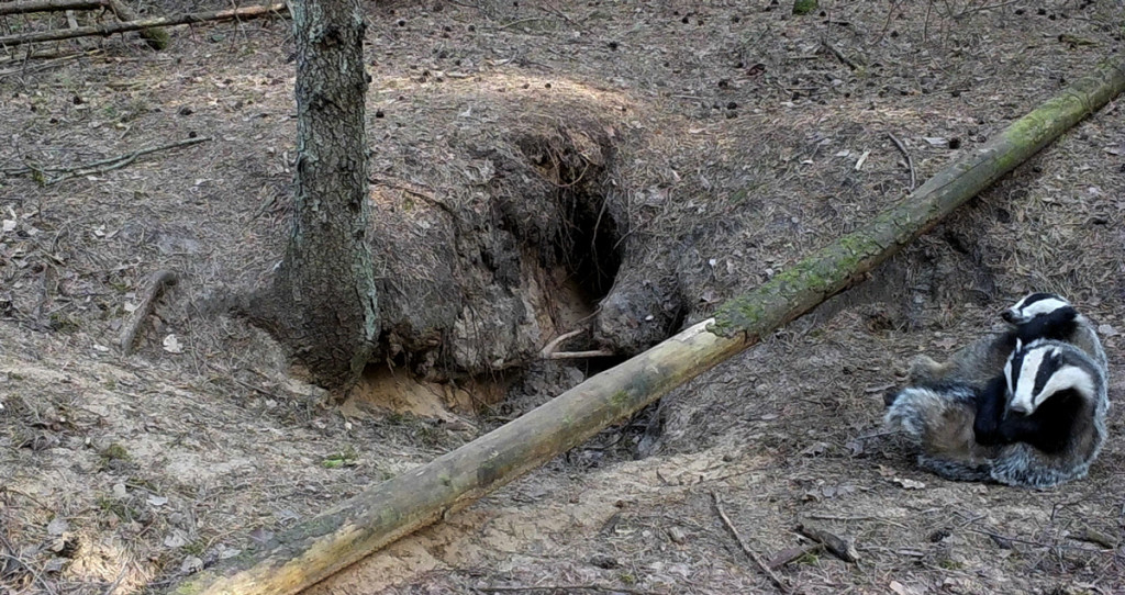 东亚貉,东亚貉入侵欧洲