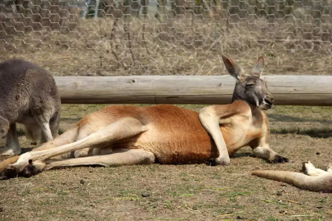 袋鼠界的“白雪公主”，近日找不到孩子他爸了……