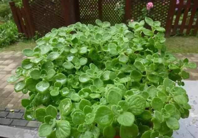 好养又散发氧气的盆栽,室内四季开花好养带香的盆栽